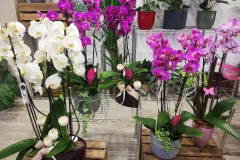 WhatsApp-Image-2026-03-16-at-15.57.11-1