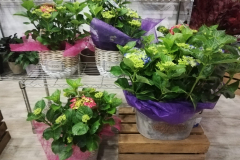 WhatsApp-Image-2026-03-16-at-15.57.11