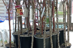 WhatsApp-Image-2026-03-16-at-15.26.09-1