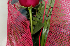 WhatsApp-Image-2026-03-16-at-15.53.27-2